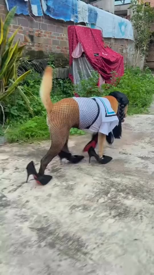 [🆕🇻🇳] RỐT HOUSE – Tiệm Cắt Lông Thú Cưng 🐶🦜 Top1Pets 🐱🐠 Điệu hết cả chó… #rốthouse #grooming #Quận2 #NguyễnDuyTrinh , shares-0✔️ , likes-6❤️️ , date-2025-10-18 15:45:46🐶🐱🇻🇳🇻🇳🇻🇳📰🆕