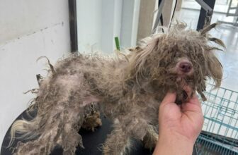 [🆕🇻🇳] Bệnh viện thú y Kinh Bắc Từ Sơn 🐶🦜 Top1Pets 🐱🐠 Đầu tháng nhẹ hết người rùi nha khách ơi
— Bệnh viện thú y Kinh Bắc —
TP Từ Sơn: S17 Lý Thánh Tông- Đồng Nguyên- Từ Sơn- Bắc Ninh: 0987123323
TP Bắc N , shares-0✔️ , likes-2❤️️ , date-2025-10-21 22:05:22🐶🐱🇻🇳🇻🇳🇻🇳📰🆕