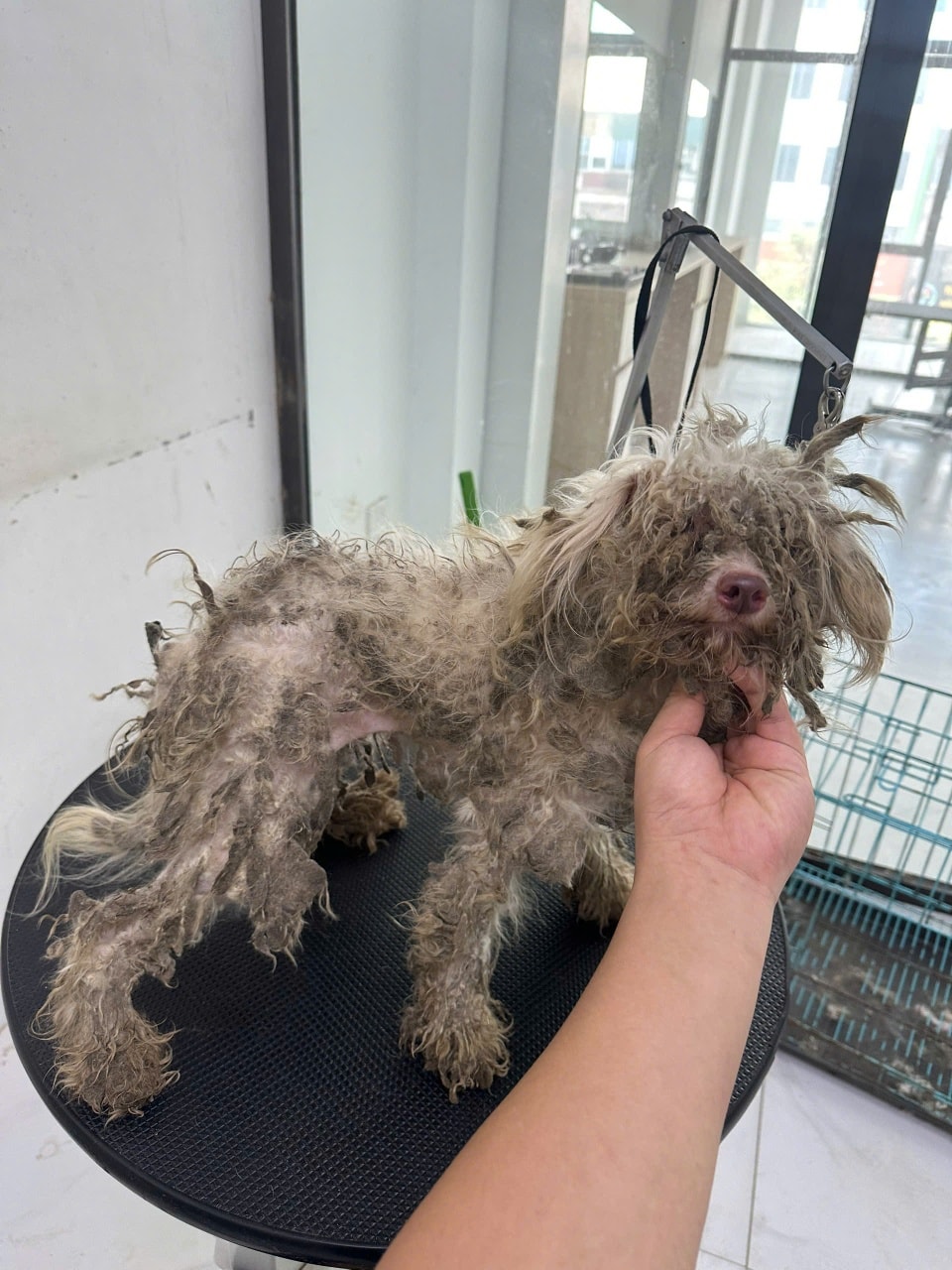 [🆕🇻🇳] Bệnh viện thú y Kinh Bắc Từ Sơn 🐶🦜 Top1Pets 🐱🐠 Đầu tháng nhẹ hết người rùi nha khách ơi
— Bệnh viện thú y Kinh Bắc —
TP Từ Sơn: S17 Lý Thánh Tông- Đồng Nguyên- Từ Sơn- Bắc Ninh: 0987123323
TP Bắc N , shares-0✔️ , likes-2❤️️ , date-2025-10-21 22:05:22🐶🐱🇻🇳🇻🇳🇻🇳📰🆕