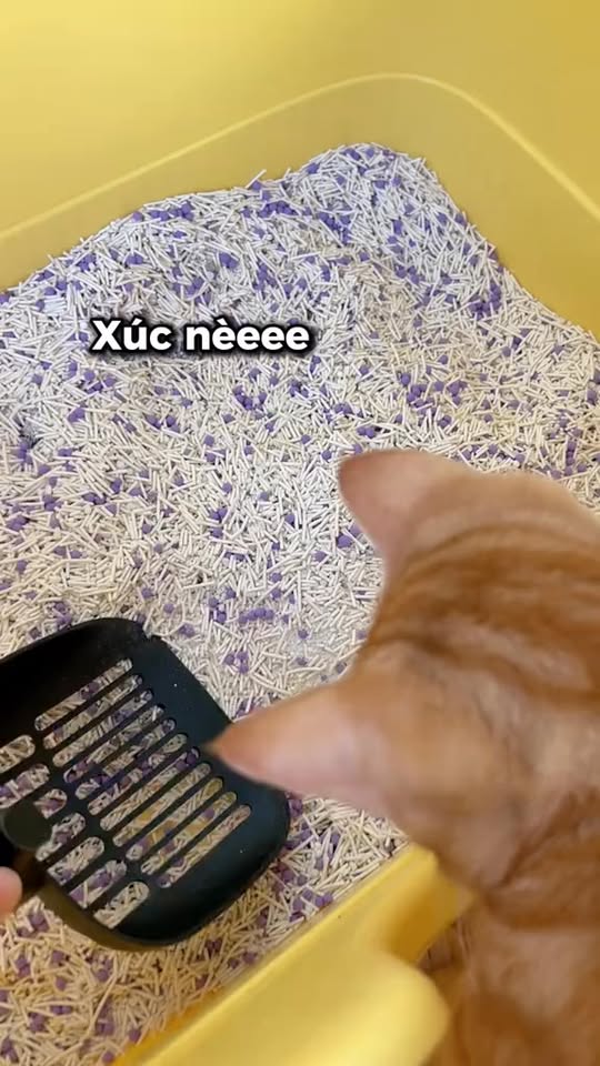 [🆕🇻🇳] Fairy Marina – Chăm Sóc Thú Cưng Hiện Đại 🐶🦜 Top1Pets 🐱🐠 Cát mèo gì mà vừa thơm, vừa vón tốt, còn không bết đáy dzịiii #catsan #catvesinhchomeo #catmeo #xuhuong #meo , shares-0✔️ , likes-1❤️️ , date-2025-10-22 22:12:14🐶🐱🇻🇳🇻🇳🇻🇳📰🆕