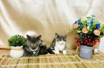 [🆕🇻🇳] LEO PET HOUSE – Grooming & Spa 🐶🦜 Top1Pets 🐱🐠 Lên hình cho Lan và Điệp
, shares-0✔️ , likes-7❤️️ , date-2025-10-22 01:18:04🐶🐱🇻🇳🇻🇳🇻🇳📰🆕