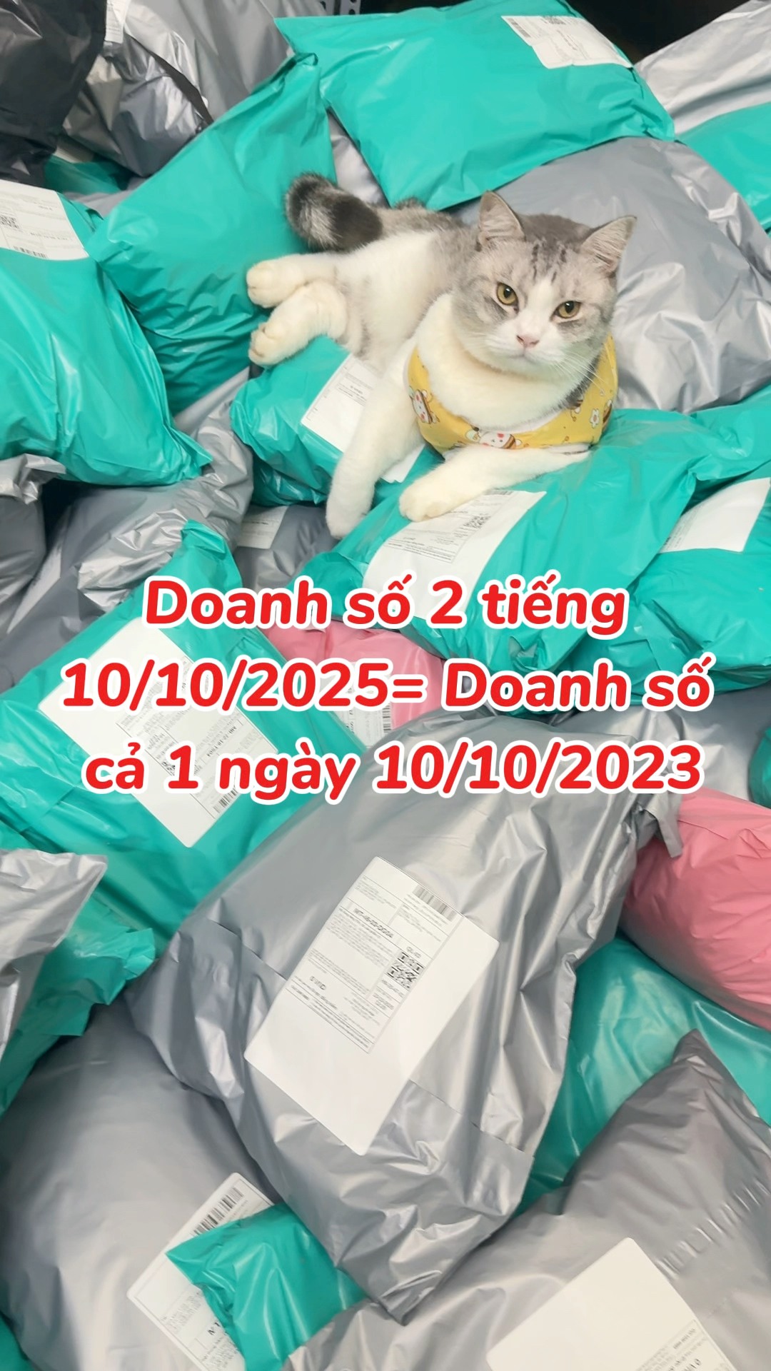 [🆕🇻🇳] Nhà Mèo của Dứa 🐶🦜 Top1Pets 🐱🐠  , shares-2✔️ , likes-412❤️️ , date-2025-10-13 22:49:21🐶🐱🇻🇳🇻🇳🇻🇳📰🆕