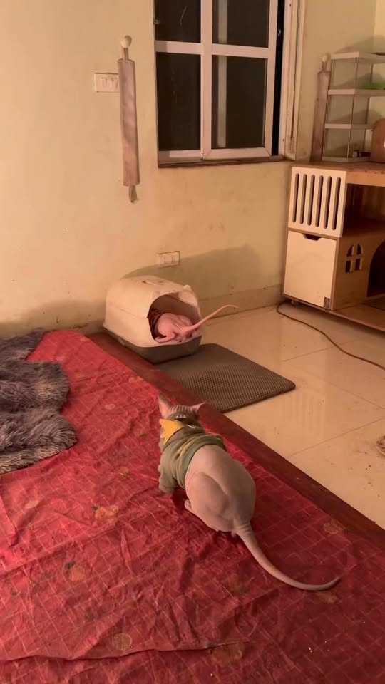 [🆕🇻🇳] PET ME – Sở thú mini giữa lòng Sài Gòn 🐶🦜 Top1Pets 🐱🐠 Tự nhiên thấy tốn tiền cát quá  #petme #pet #cat #meo #funnyreels , shares-0✔️ , likes-102❤️️ , date-2025-10-26 14:00:47🐶🐱🇻🇳🇻🇳🇻🇳📰🆕