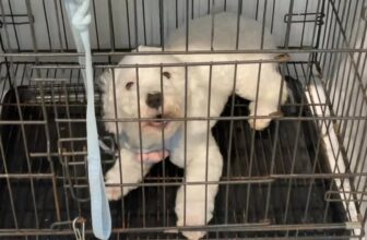 [🆕🇻🇳] Phòng Khám Thú Y Love Pet Trương Định 🐶🦜 Top1Pets 🐱🐠 Mới tỉnh thuốc mê , bé Xíu trách mắng bác sĩ sao lỡ lấy 2 viên bi của con———————–
Số 30D,  ngõ 167 Trương Định HN
0385 966 170
03 , shares-0✔️ , likes-7❤️️ , date-2025-10-17 00:13:48🐶🐱🇻🇳🇻🇳🇻🇳📰🆕