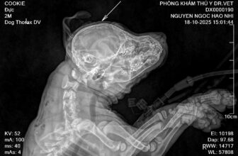 [🆕🇻🇳] Phòng Khám Thú Y Dr. VET – BÌNH CHÁNH 🐶🦜 Top1Pets 🐱🐠 “Không sao hết, chỉ là đầu con đang được bảo trì thôi”———————–
𝐏𝐇𝐎̀𝐍𝐆 𝐊𝐇𝐀́𝐌 𝐓𝐇𝐔́ 𝐘 𝐃𝐑.𝐕𝐄𝐓
Địa chỉ: 1391 Quốc Lộ 50- Phong Phú- Bình Chánh , shares-0✔️ , likes-14❤️️ , date-2025-10-20 18:33:47🐶🐱🇻🇳🇻🇳🇻🇳📰🆕