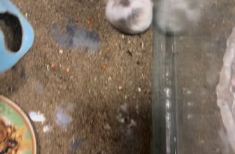 [🆕🇻🇳] Hamster Đông Anh – Chuyên cung cấp sỉ, lẻ hamster, phụ kiện, đồ chơi, lồng chuồng 🐶🦜 Top1Pets 🐱🐠  , shares-0✔️ , likes-3❤️️ , date-2025-10-18 04:51:46🐶🐱🇻🇳🇻🇳🇻🇳📰🆕