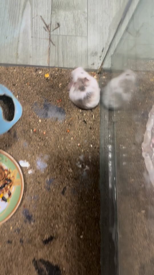 [🆕🇻🇳] Hamster Đông Anh – Chuyên cung cấp sỉ, lẻ hamster, phụ kiện, đồ chơi, lồng chuồng 🐶🦜 Top1Pets 🐱🐠  , shares-0✔️ , likes-3❤️️ , date-2025-10-18 04:51:46🐶🐱🇻🇳🇻🇳🇻🇳📰🆕