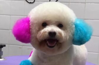 [🆕🇻🇳] KIKI PET 🐶🦜 Top1Pets 🐱🐠 Tan chảy  , shares-0✔️ , likes-7❤️️ , date-2025-10-19 15:09:17🐶🐱🇻🇳🇻🇳🇻🇳📰🆕