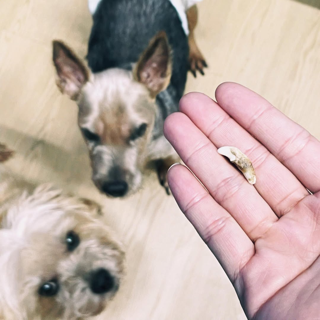 [🆕🇻🇳] Moon’s House 🐶🦜 Top1Pets 🐱🐠 Những chiếc răng rụng và quãng đường cuối cùngDạo gần đây, tôi hay nhặt được vài chiếc răng nhỏ nằm lẫn đâu đó trong góc nhà. Những chiếc răng bé xíu, mò , shares-65✔️ , likes-16K❤️️ , date-2025-10-22 20:36:53🐶🐱🇻🇳🇻🇳🇻🇳📰🆕