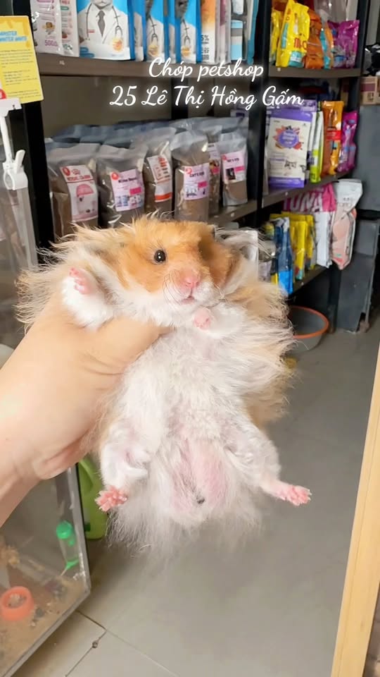 [🆕🇻🇳] Chóp petshop – Siêu Thị Thú Cưng BMT 🐶🦜 Top1Pets 🐱🐠 Cha nào con nấy, tìm cha mẹ cho mấy em bear tạng to xinh yêu ạ   #groomingdog #beartangto #hamsterbear  #hamsters , shares-0✔️ , likes-5❤️️ , date-2025-10-22 00:18:35🐶🐱🇻🇳🇻🇳🇻🇳📰🆕