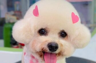 [🆕🇻🇳] BAMIN PET HOME Cần Thơ – Cửa hàng chăm sóc thú cưng & dịch vụ Gromming 🐶🦜 Top1Pets 🐱🐠 #Korean_style , shares-0✔️ , likes-7❤️️ , date-2025-10-17 13:33:46🐶🐱🇻🇳🇻🇳🇻🇳📰🆕