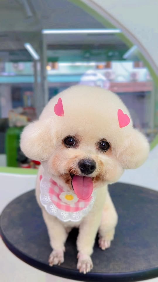 [🆕🇻🇳] BAMIN PET HOME Cần Thơ – Cửa hàng chăm sóc thú cưng & dịch vụ Gromming 🐶🦜 Top1Pets 🐱🐠 #Korean_style , shares-0✔️ , likes-7❤️️ , date-2025-10-17 13:33:46🐶🐱🇻🇳🇻🇳🇻🇳📰🆕
