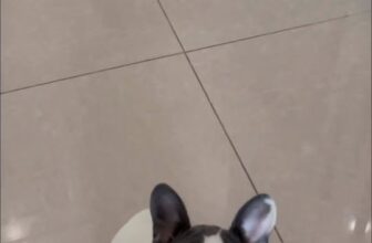 [🆕🇻🇳] MIA Animal Hospital 🐶🦜 Top1Pets 🐱🐠 Mới ngày nào còn đi mẫu giáo mà giờ đã tốt nghiệp lớp lớn rồii
BunBun đã gắn bó với MIA từ những ngày đầu tiêm phòng cho đến khi hái cà  , shares-0✔️ , likes-16❤️️ , date-2025-10-18 05:30:20🐶🐱🇻🇳🇻🇳🇻🇳📰🆕