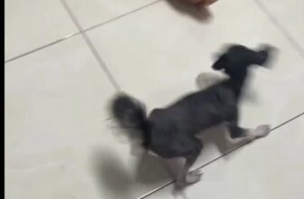 [🆕🇻🇳] Phòng Khám Thú Y 24H Đà Nẵng My Pet Clinic 🐶🦜 Top1Pets 🐱🐠  “Hắn ta” gãy quậy cỡ này, chắc mọi người hiểu trước đó hắn còn quậy cỡ nào rồiBạn ấy được đưa đến viện vào một đêm khuya tháng 8…
Lúc đó, chỉ nặng vỏ , shares-0✔️ , likes-5❤️️ , date-2025-10-23 19:03:10🐶🐱🇻🇳🇻🇳🇻🇳📰🆕