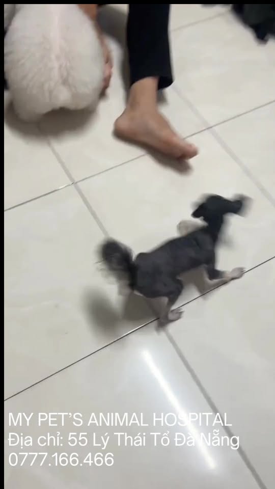 [🆕🇻🇳] Phòng Khám Thú Y 24H Đà Nẵng My Pet Clinic 🐶🦜 Top1Pets 🐱🐠  “Hắn ta” gãy quậy cỡ này, chắc mọi người hiểu trước đó hắn còn quậy cỡ nào rồiBạn ấy được đưa đến viện vào một đêm khuya tháng 8…
Lúc đó, chỉ nặng vỏ , shares-0✔️ , likes-5❤️️ , date-2025-10-23 19:03:10🐶🐱🇻🇳🇻🇳🇻🇳📰🆕