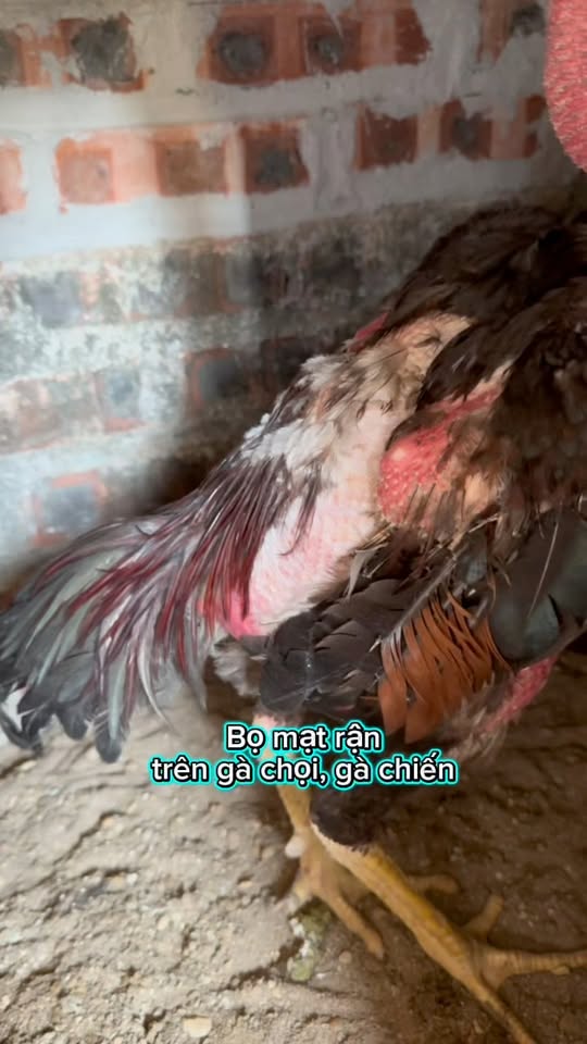 [🆕🇻🇳] Đại lý thuốc thú y Đức Thành 🐶🦜 Top1Pets 🐱🐠 Bọ mạt rận gây hại trên gà chọi, gà chiến . Cách sử lý kịp thời . , shares-0✔️ , likes-1❤️️ , date-2025-10-21 17:08:53🐶🐱🇻🇳🇻🇳🇻🇳📰🆕