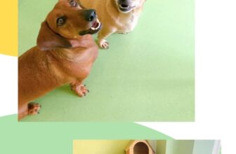 [🆕🇻🇳] Petopia play&care 🐶🦜 Top1Pets 🐱🐠 Nhà banh ngoài chức năng chính cho các bạn cún thoả mãn đam mê gặm bóng. Thì Petopia vừa khám phá ra chức năng mới được sáng tạo bởi hai bạn nhỏ Fifi và Ti , shares-0✔️ , likes-3❤️️ , date-2025-10-18 04:22:58🐶🐱🇻🇳🇻🇳🇻🇳📰🆕