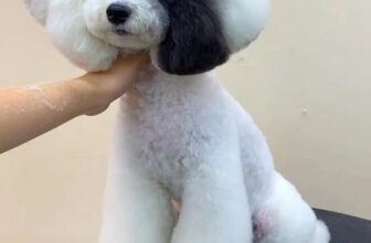 [🆕🇻🇳] Trung Tâm Thú Cưng T.VET Clinic – Quy Nhơn 🐶🦜 Top1Pets 🐱🐠 Fashion quá mứcCẮT TỈA LÔNG THÚ CƯNG CHUYÊN NGHIỆPBạn muốn bé cưng luôn sạch sẽ – gọn gàng – đáng yêu?
Hãy để đội ngũ groomer của chúng tôi chăm só , shares-0✔️ , likes-0❤️️ , date-2025-10-19 16:14:10🐶🐱🇻🇳🇻🇳🇻🇳📰🆕