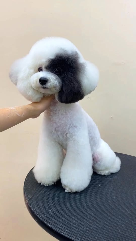 [🆕🇻🇳] Trung Tâm Thú Cưng T.VET Clinic – Quy Nhơn 🐶🦜 Top1Pets 🐱🐠 Fashion quá mứcCẮT TỈA LÔNG THÚ CƯNG CHUYÊN NGHIỆPBạn muốn bé cưng luôn sạch sẽ – gọn gàng – đáng yêu?
Hãy để đội ngũ groomer của chúng tôi chăm só , shares-0✔️ , likes-0❤️️ , date-2025-10-19 16:14:10🐶🐱🇻🇳🇻🇳🇻🇳📰🆕