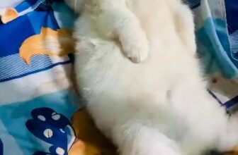 [🆕🇻🇳] Mèo Cảnh Thủ Đức 🐶🦜 Top1Pets 🐱🐠  Con gái con đứa mà cái nết ngủ cỡ này, bật âm lượng lớn để nghe e ngáy nha cả nhà , shares-0✔️ , likes-3❤️️ , date-2025-10-22 21:18:15🐶🐱🇻🇳🇻🇳🇻🇳📰🆕