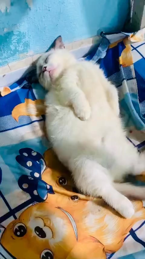 [🆕🇻🇳] Mèo Cảnh Thủ Đức 🐶🦜 Top1Pets 🐱🐠  Con gái con đứa mà cái nết ngủ cỡ này, bật âm lượng lớn để nghe e ngáy nha cả nhà , shares-0✔️ , likes-3❤️️ , date-2025-10-22 21:18:15🐶🐱🇻🇳🇻🇳🇻🇳📰🆕