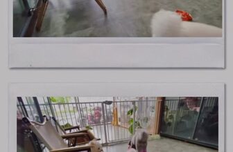 [🆕🇻🇳] HaLu Pet – Người chăm thú cưng 🐶🦜 Top1Pets 🐱🐠 #halu #spathucung #127benvandon #pethotel #grooming #Halupet , shares-0✔️ , likes-5❤️️ , date-2025-10-17 21:59:12🐶🐱🇻🇳🇻🇳🇻🇳📰🆕