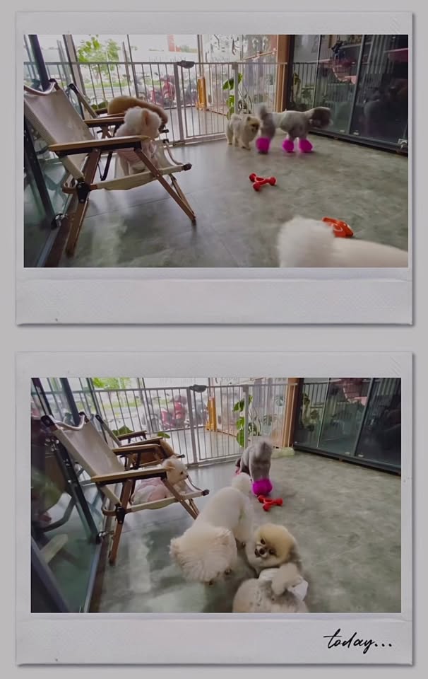 [🆕🇻🇳] Vận chuyển thú cưng toàn quốc ATI Pet Express 🐶🦜 Top1Pets 🐱🐠 3 bé khách vễ thưn
#Ati_Pet_Express #pet_move #vanchuyenmeo #vận_chuyển_chó_mèo #vận_chuyển_thú_cưng , shares-0✔️ , likes-0❤️️ , date-2025-10-17 21:50:14🐶🐱🇻🇳🇻🇳🇻🇳📰🆕