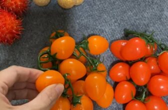 [🧸️🇻🇳] Candytoys-Cửa Hàng Đồ Chơi 🎈Top1Toys🧸️   Hướng dẫn mua hàng:
Mua trực tiếp tại Gò vấp, Hồ Chí Minh
Shopee:
Tiktok:
Facebook: liên hệ tại bài viết này (Đối với hình thức mua hàng này: Anh/ c , shares-0✔️ , likes-1❤️️ , date-2025-10-22 15:17:49🇻🇳🇻🇳🇻🇳📰🆕