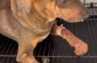 [🆕🇻🇳] Bệnh Viện Thú Y Vetcenter 🐶🦜 Top1Pets 🐱🐠 Hàng ngày có rất nhiều case bệnh đến với Vetcenter, và đội ngũ bác sĩ chúng mình rất vui vì có thể giúp cho mỗi bé đều khỏi bệnh , khoẻ mạnh về nhàLiên , shares-0✔️ , likes-0❤️️ , date-2025-10-21 18:53:35🐶🐱🇻🇳🇻🇳🇻🇳📰🆕