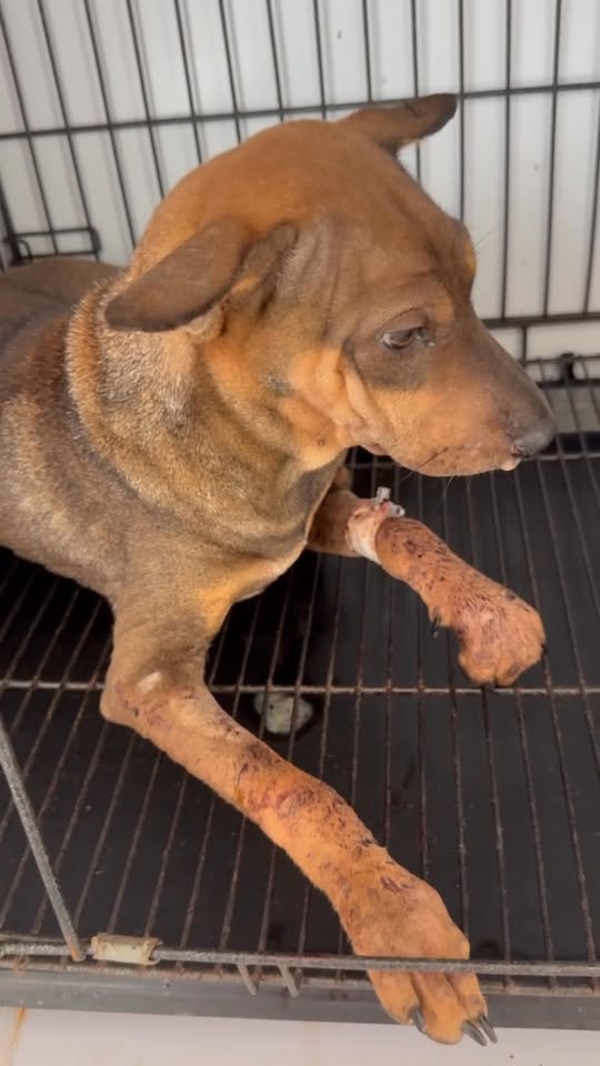 [🆕🇻🇳] Bệnh Viện Thú Y Vetcenter 🐶🦜 Top1Pets 🐱🐠 Hàng ngày có rất nhiều case bệnh đến với Vetcenter, và đội ngũ bác sĩ chúng mình rất vui vì có thể giúp cho mỗi bé đều khỏi bệnh , khoẻ mạnh về nhàLiên , shares-0✔️ , likes-0❤️️ , date-2025-10-21 18:53:35🐶🐱🇻🇳🇻🇳🇻🇳📰🆕