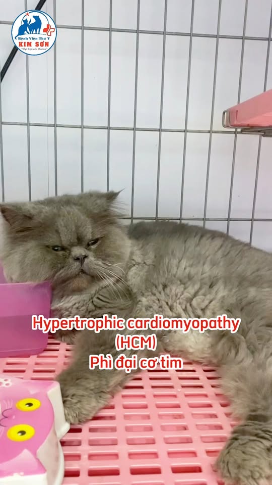 [🆕🇻🇳] BỆNH VIỆN THÚ Y KIM SƠN 46 E2 Nguyễn Văn Đậu, f6. Bình Thạnh 0334547271 🐶🦜 Top1Pets 🐱🐠 Chỉ trong thời gian ngắn bé mèo Zozo xuất hiện dấu hiệu thở nhanh, suy hô hấp, khó thở gần như kiệt sức.
Kết quả siêu âm tim chuyên sâu cho thấy Zozo đang  , shares-0✔️ , likes-8❤️️ , date-2025-10-26 02:28:50🐶🐱🇻🇳🇻🇳🇻🇳📰🆕