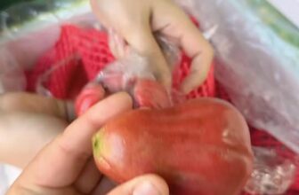 [🆕🇻🇳] Răng sữa 33 Hàng Tiện Nam Định – Siêu thị mẹ và bé 🧑‍🧒❤️️👶⭐️ Roi An phước Xuất Khẩu có deal siêu hời chỉ  #205k/thùng 5kg, siêu già, siêu ngọt ạ , shares-0✔️ , likes-1❤️️ , date-2025-10-17 23:40:24🇻🇳🇻🇳🇻🇳📰🆕