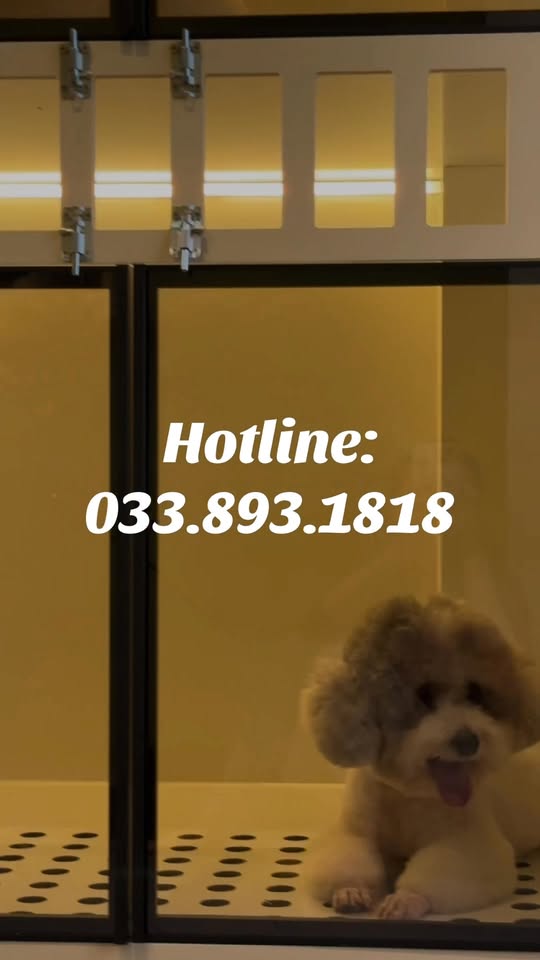 [🆕🇻🇳] Times Pet – Chuyên bán thức ăn, phụ kiện chó mèo 🐶🦜 Top1Pets 🐱🐠  𝐂𝐮𝐨̂́𝐢 𝐭𝐮𝐚̂̀𝐧 𝐭𝐨̛́𝐢 𝐫𝐨̂̀𝐢, 𝐛𝐨𝐬𝐬 𝐦𝐢̀𝐧𝐡 đ𝐢 𝐬𝐩𝐚 𝐭𝐡𝐨̂𝐢 𝐧𝐞̀!Cả tuần boss “lăn xả” nghịch ngợm, giờ là lúc được tắm thơm – sấy mượt – chải lông xinh yêu nè!
, shares-0✔️ , likes-4❤️️ , date-2025-10-25 15:39:42🐶🐱🇻🇳🇻🇳🇻🇳📰🆕