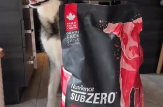 [🆕🇻🇳] BMPet – Premium Choice For Pet 🐶🦜 Top1Pets 🐱🐠  RA MẮT SIÊU PHẨM MỚI NHÀ NUTRIENCE
Nutrience SubZero – Prairie Red – Bò, Cừu, Lợn Rừng, Cá Hồi, Cá Tuyết và trái cây, rau củ tươi nguyên
– 100% nguyên li , shares-0✔️ , likes-61❤️️ , date-2025-10-22 02:30:06🐶🐱🇻🇳🇻🇳🇻🇳📰🆕