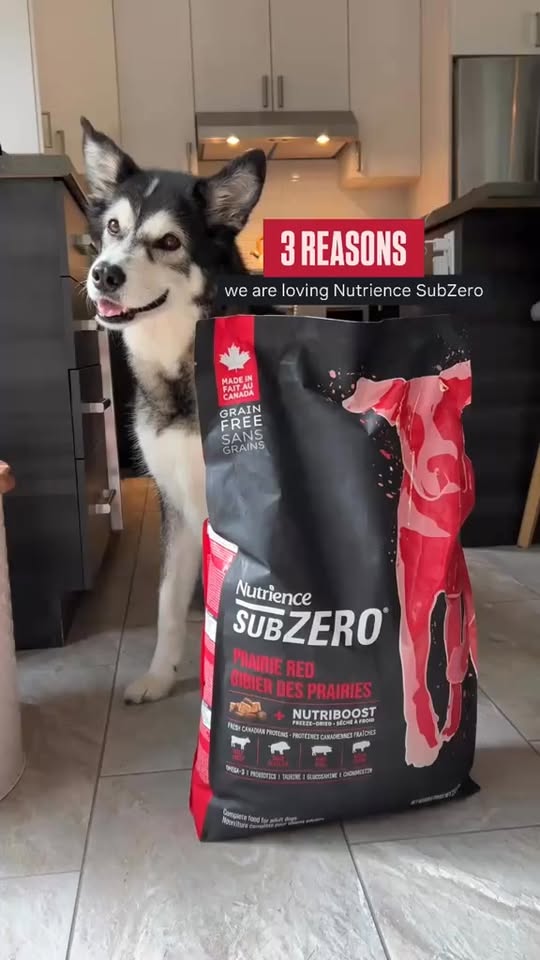 [🆕🇻🇳] BMPet – Premium Choice For Pet 🐶🦜 Top1Pets 🐱🐠  RA MẮT SIÊU PHẨM MỚI NHÀ NUTRIENCE
Nutrience SubZero – Prairie Red – Bò, Cừu, Lợn Rừng, Cá Hồi, Cá Tuyết và trái cây, rau củ tươi nguyên
– 100% nguyên li , shares-0✔️ , likes-61❤️️ , date-2025-10-22 02:30:06🐶🐱🇻🇳🇻🇳🇻🇳📰🆕