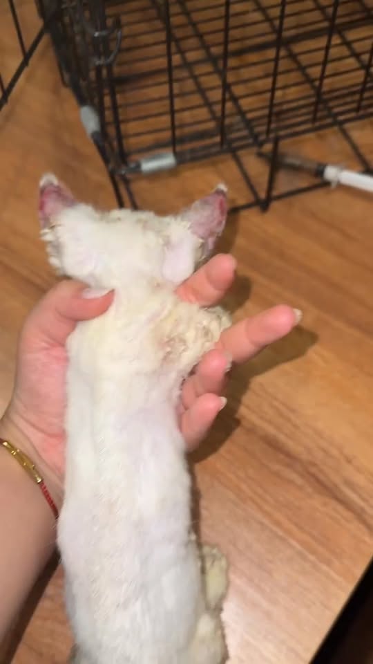 [🆕🇻🇳] Bệnh Viện Thú Y GoldenVet 🐶🦜 Top1Pets 🐱🐠  CẢNH BÁO: NẤM DA Ở MÈO – BỆNH NHỎ NHƯNG KHÔNG NÊN CHỦ QUAN!
Nhiều bé mèo bị rụng lông loang lổ, da tróc vảy, có mảng đỏ, hoặc ngứa gãi liên tục — đây có , shares-0✔️ , likes-1❤️️ , date-2025-10-21 00:21:37🐶🐱🇻🇳🇻🇳🇻🇳📰🆕