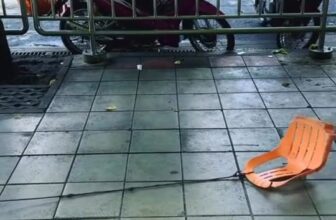 [🆕🇻🇳] URBAN PET SHOP 🐶🦜 Top1Pets 🐱🐠 Triệu hạt mưa không hạt nào rơi nhầm chỗ
Mèo bị cột không con nào bị cột oan
#mèo #catfunny , shares-0✔️ , likes-22❤️️ , date-2025-10-19 02:34:08🐶🐱🇻🇳🇻🇳🇻🇳📰🆕