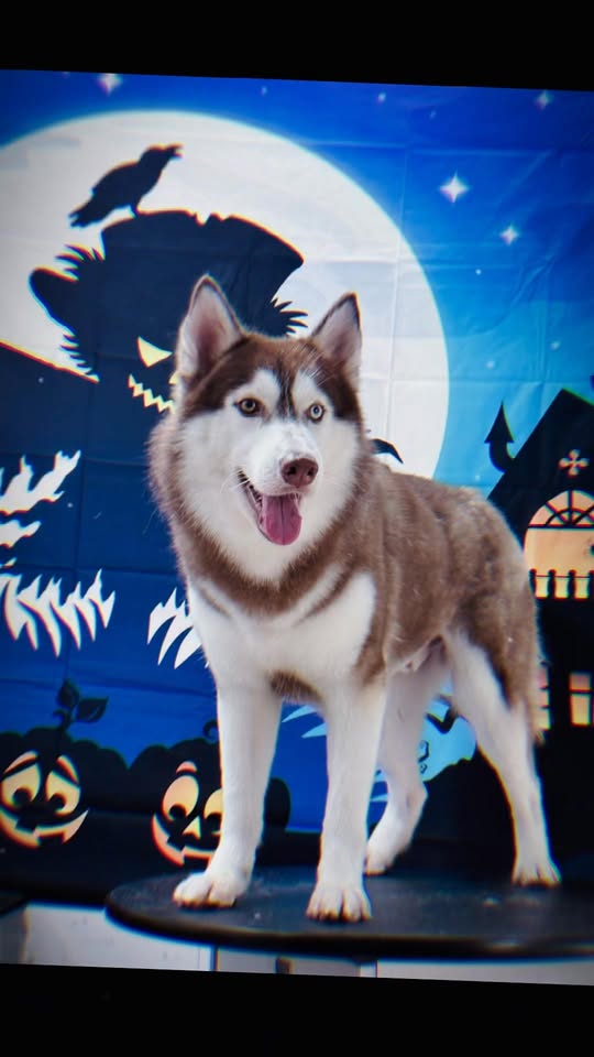 [🆕🇻🇳] Pet Like Park 🐶🦜 Top1Pets 🐱🐠 Biến hình căng đét mùa Halloween   #petlike  #petlikepark #happyhalloween , shares-0✔️ , likes-12❤️️ , date-2025-10-24 18:11:55🐶🐱🇻🇳🇻🇳🇻🇳📰🆕