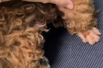 [🆕🇻🇳] KaKa Pet – Dịch Vụ Thú Cưng 🐶🦜 Top1Pets 🐱🐠 Cùng tìm lại vẻ dễ thương cho em bé này tại KAKA PET nhé
Ba mẹ hãy cho bé thường xuyên đến spa hơn để có được bộ lông tốt nhất nha
_____________
𝐊𝐚𝐊𝐚 𝐏𝐞𝐭  , shares-0✔️ , likes-7❤️️ , date-2025-10-22 15:01:28🐶🐱🇻🇳🇻🇳🇻🇳📰🆕