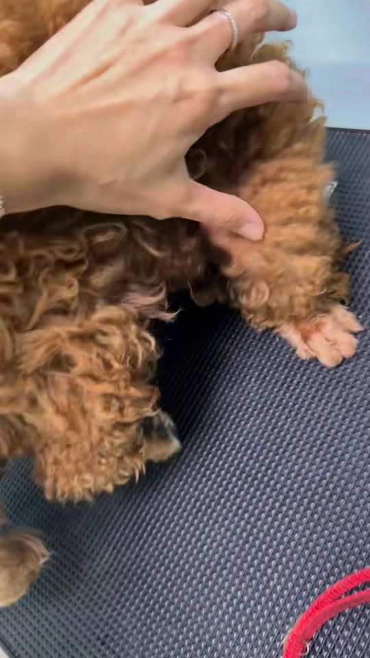 [🆕🇻🇳] KaKa Pet – Dịch Vụ Thú Cưng 🐶🦜 Top1Pets 🐱🐠 Cùng tìm lại vẻ dễ thương cho em bé này tại KAKA PET nhé
Ba mẹ hãy cho bé thường xuyên đến spa hơn để có được bộ lông tốt nhất nha
_____________
𝐊𝐚𝐊𝐚 𝐏𝐞𝐭  , shares-0✔️ , likes-7❤️️ , date-2025-10-22 15:01:28🐶🐱🇻🇳🇻🇳🇻🇳📰🆕