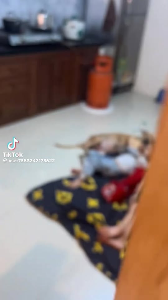 [🆕🇻🇳] Pets House Tuyên Quang 🐶🦜 Top1Pets 🐱🐠  , shares-0✔️ , likes-5❤️️ , date-2025-10-19 06:15:31🐶🐱🇻🇳🇻🇳🇻🇳📰🆕