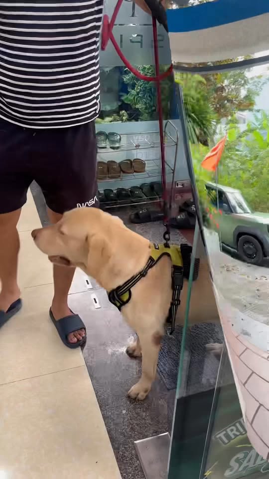 [🆕🇻🇳] Bệnh Viện Thú Y Danangpet – Cẩm Lệ 🐶🦜 Top1Pets 🐱🐠 𝐍𝐆𝐀̀𝐘 𝐇𝐎̣̂𝐈 𝐘𝐄̂𝐔 𝐓𝐇𝐔̛𝐎̛𝐍𝐆 𝐓𝐇𝐀́𝐍𝐆 𝟏𝟎.𝟐𝟎𝟐𝟓Trời mưa cũng không làm giảm tinh thần tham gia Ngày hội của các Boss cưng
Cùng Danangpet lưu giữ những kỷ niệm , shares-0✔️ , likes-7❤️️ , date-2025-10-20 01:17:58🐶🐱🇻🇳🇻🇳🇻🇳📰🆕