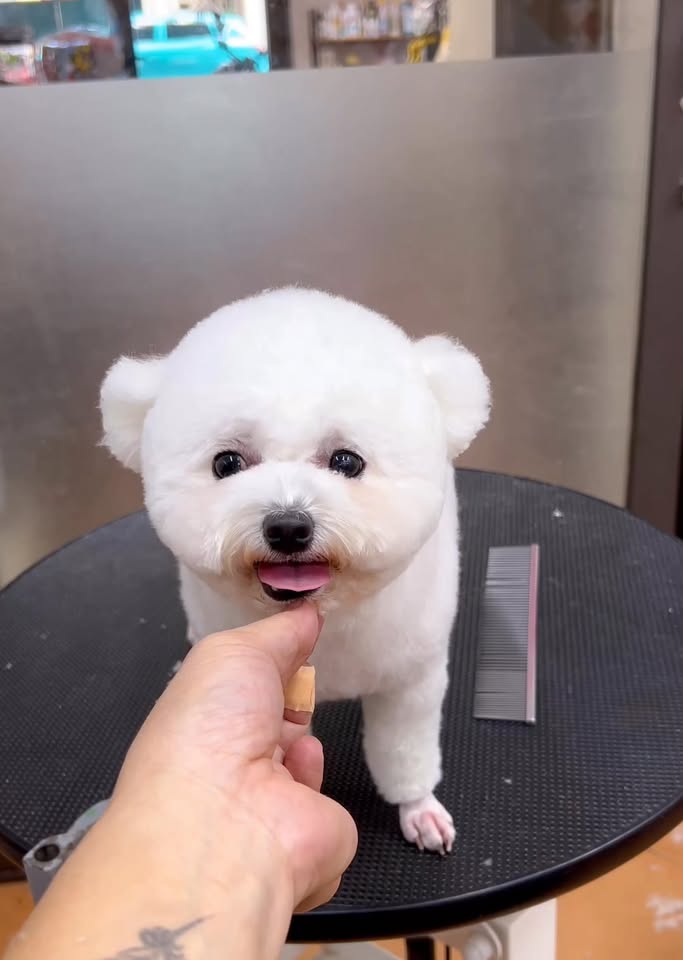 [🆕🇻🇳] Bull Bath – Cat Grooming & Hotel 🐶🦜 Top1Pets 🐱🐠 Má mi tới hộ giá Bobo lẹeeee  mụ phù thỉ này đáng sợ quá——————————————————-
Bull Bath – Cat Grooming & Hotel
Số 2 cư xá Bình Minh, Dương Bá Trạc, P1,Q8 , shares-1✔️ , likes-1❤️️ , date-2025-10-21 20:12:20🐶🐱🇻🇳🇻🇳🇻🇳📰🆕