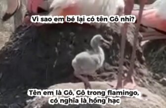 [🆕🇻🇳] Thảo Cầm Viên – Sài gòn Zoo & Botanical Gardens ♥️️ Top1Checkin ☑  Gô…Gô…Gô…Là em bé Hồng Hạc ra đời sau rất nhiều nămLàm Thế Nào Để Hồng hạc Đẻ Trứng Khi Đàn Quá Nhỏ?Hồng hạc là những cô nàng/anh chàng “sống ảo , shares-0✔️ , likes-605❤️️ , date-2025-10-19 15:11:43🇻🇳🇻🇳🇻🇳📰🆕