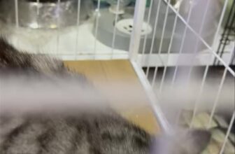 [🆕🇻🇳] Lâm Trang Pet Shop Vinh 🐶🦜 Top1Pets 🐱🐠 Làm việc chăm chỉ sẽ giúp bạn lan tỏa hào quang rất đặc biệt#thucanchomeo #mèo #LâmTrangpetshop #petshop #186AHaHuyTap #chomeocanh #chó #phukienchomeo #s , shares-0✔️ , likes-3❤️️ , date-2025-10-23 21:36:47🐶🐱🇻🇳🇻🇳🇻🇳📰🆕