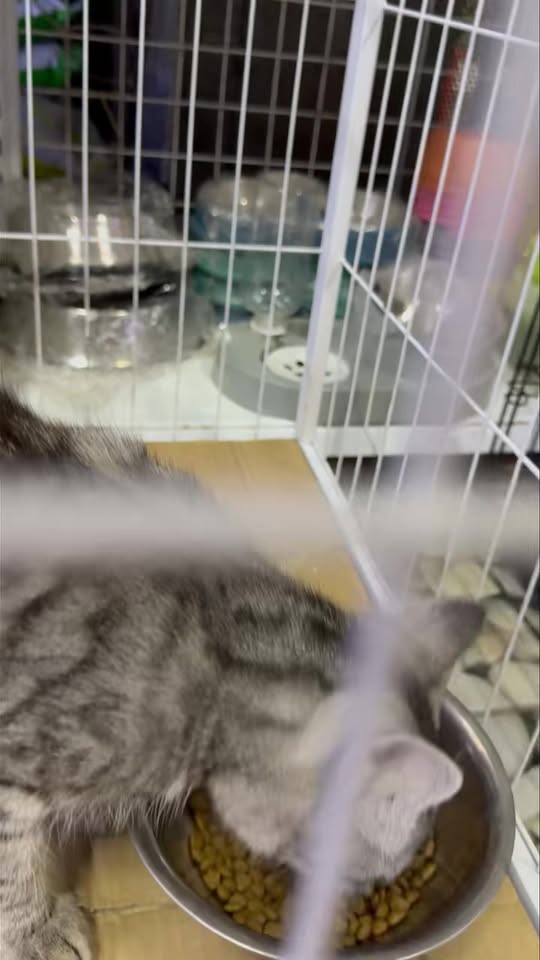 [🆕🇻🇳] Lâm Trang Pet Shop Vinh 🐶🦜 Top1Pets 🐱🐠 Làm việc chăm chỉ sẽ giúp bạn lan tỏa hào quang rất đặc biệt#thucanchomeo #mèo #LâmTrangpetshop #petshop #186AHaHuyTap #chomeocanh #chó #phukienchomeo #s , shares-0✔️ , likes-3❤️️ , date-2025-10-23 21:36:47🐶🐱🇻🇳🇻🇳🇻🇳📰🆕