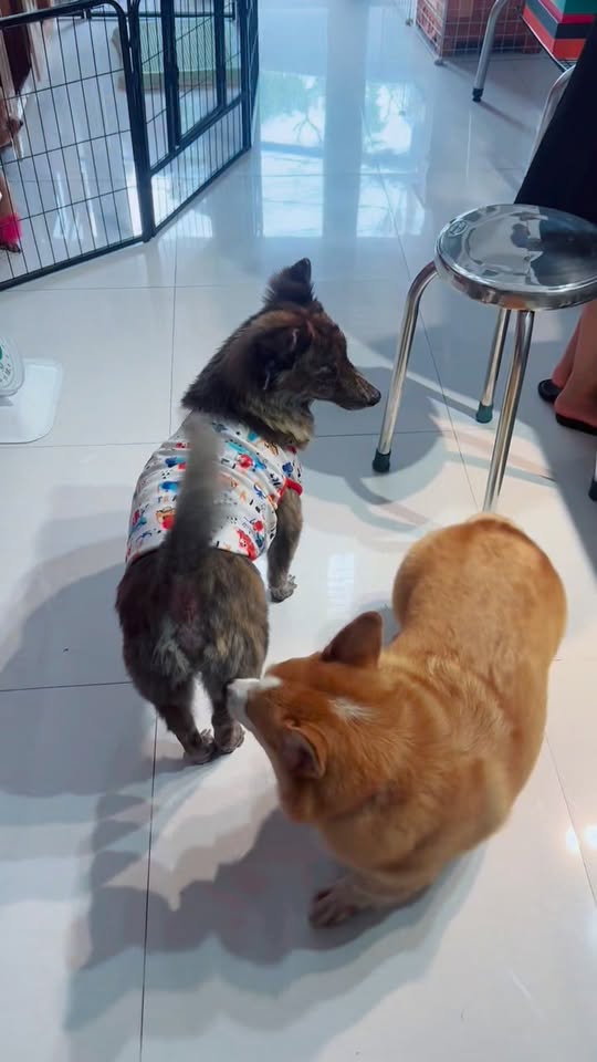 [🆕🇻🇳] Chocohome – Tiệm làm đẹp thú cưng 🐶🦜 Top1Pets 🐱🐠 Quá khứ của cô bé cọc gi 20kg , shares-0✔️ , likes-7❤️️ , date-2025-10-24 02:27:55🐶🐱🇻🇳🇻🇳🇻🇳📰🆕