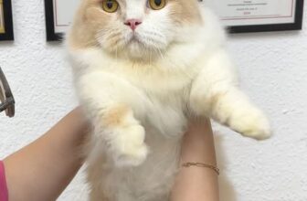 [🆕🇻🇳] Gạo Pet House 🐶🦜 Top1Pets 🐱🐠 Khách nhà Gạo hơi bị dễ thuông luôn é𓃠 ✄ 𝐆𝐀̣𝐎 𝐏𝐄𝐓 𝐇𝐎𝐔𝐒𝐄 ✄
Pet Salon & Academy
ĐÀO TẠO HỌC VIÊN GROOMING
Cắt t , shares-0✔️ , likes-8❤️️ , date-2025-10-20 18:25:03🐶🐱🇻🇳🇻🇳🇻🇳📰🆕