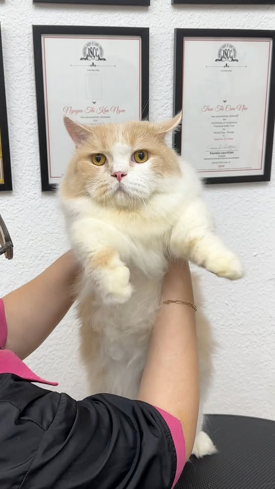 [🆕🇻🇳] AquameoW’s Family – Cửa hàng vật nuôi 🐶🦜 Top1Pets 🐱🐠  sáng nay … t lủi ra khách lủi dô .. khách cười hề hề nói :” Em biết ngay hnay sẽ ế mà “ ….. alo loài người  ai mượn loài ngườiiiiiiiiiLoài người tàn ác , shares-0✔️ , likes-35❤️️ , date-2025-10-20 18:30:41🐶🐱🇻🇳🇻🇳🇻🇳📰🆕