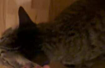 [🆕🇻🇳] Mướp Catnest – Khách sạn mèo, Pet Hotel 🐶🦜 Top1Pets 🐱🐠 Ngày đầu bạn ấy gặp tôi bạn ấy khè ra bong bóng
Cảm ơn bạn đã mở cửa tấm lòng và đón nhận tui vào nhé em bé khó tánh  , shares-0✔️ , likes-6❤️️ , date-2025-10-21 05:46:43🐶🐱🇻🇳🇻🇳🇻🇳📰🆕